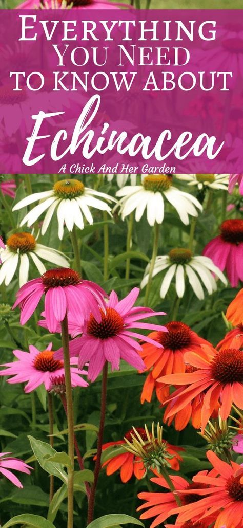 I can't wait for this summer when all the new colors of echinacea are blooming in my garden! Coneflower is one of my favorites! #coneflower #echinacea #healinggarden #cuttinggarden #flowergardens #achickandhergarden Coneflower Landscaping, Socal Garden, Growing Echinacea, Outdoor Garden Decor Ideas, Coneflower Garden, Bunkie Ideas, Homesteading Life, Homesteading Tips, Spring Gardens