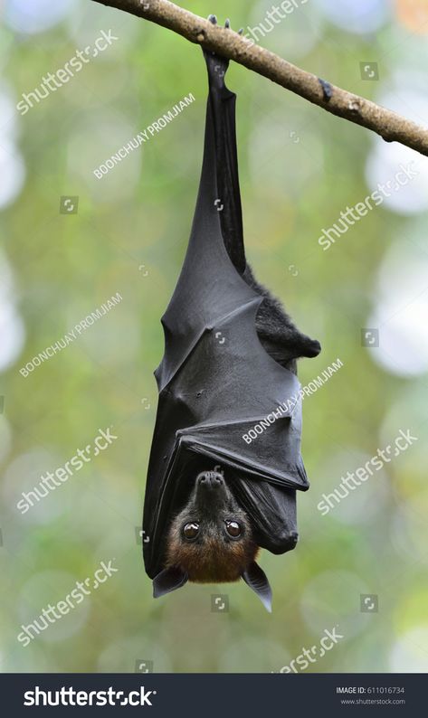 Bat Images, Australian Mammals, Bat Hanging, Bat Photos, Fox Bat, Sloth Art, Hanging Bat, Austin Art, Flying Fox