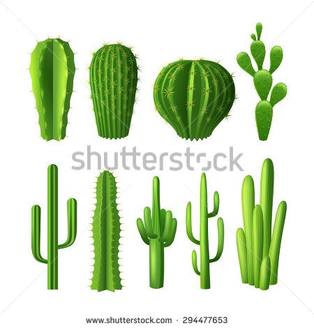 Different types of cactus plants realistic decorative icons set isolated vector illustration Cactus Mexico, Types Of Cactus Plants, Cactus Graphic, Cactus Planta, Cactus Illustration, Cactus Types, Rock Textures, Cactus Design, Cactus Y Suculentas