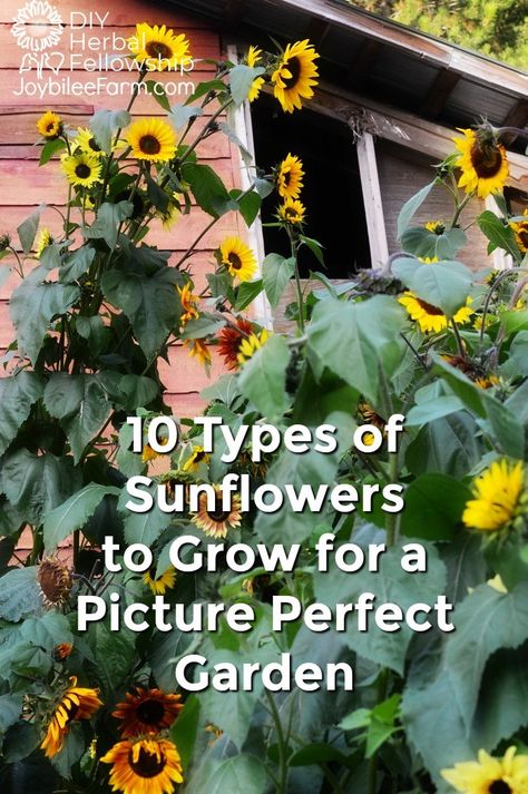 While you probably won't be planting millions of sunflowers this spring, you might want to add a few sunflower varieties to your own garden this year.  You may even get the perfect sunflower backdrop for a family picnic or family photos.  But sunflowers are for so much more than the perfect photo op. Check out these 10 different types of sunflowers to choose the best varieties for your garden goals. #sunflowers, #pollinatorflowers, #cutflowers, #oilseed, #sunflowerwedding Perennial Sunflower, Mammoth Sunflower, Types Of Sunflowers, Black Oil Sunflower Seeds, Growing Sunflowers, Garden Goals, Sunflower Arrangements, Planting Sunflowers, Red Sunflowers