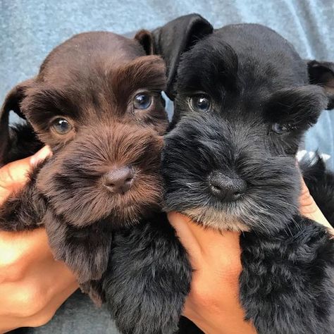 Cute Pet Names, Mini Schnauzer Puppies, Miniature Schnauzer Puppies, Schnauzer Puppy, Schnauzer Dogs, Mini Schnauzer, Miniature Schnauzer, Cute Pet, Dog Names