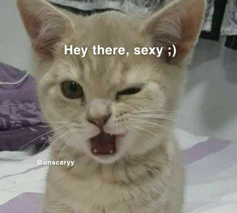 Hey there sexy - cat Meme Chat, Gatos Cool, Image Chat, Silly Cats Pictures, Cute Cats Photos, Cutest Animals, Cat Icon, Silly Animals