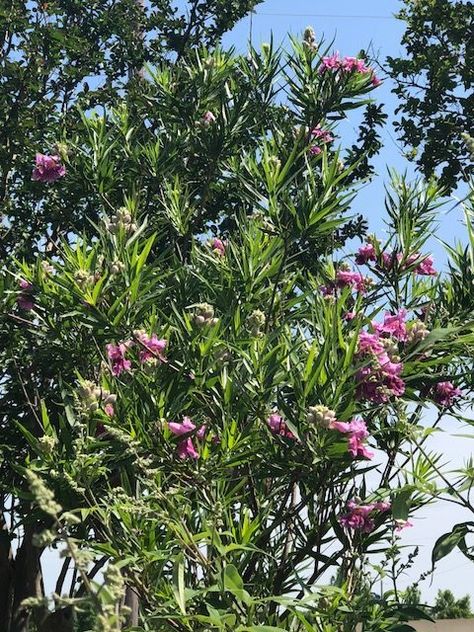 Desert Willow Trees make Texas prettier with their summer blooms Desert Willow Tree Landscapes, Vitex Tree Landscaping, West Texas Landscape Yards, North Texas Landscape Ideas, Texas Native Trees, Sage Landscaping, Central Texas Landscaping, South Texas Landscaping, Desert Willow Tree