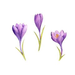 Watercolor Ideas Inspiration, Crocus Flowers, Saffron Flower, Crocus Flower, Flowers Drawing, Valley Flowers, Minimalist Flowers, Stained Glass Diy, Language Of Flowers