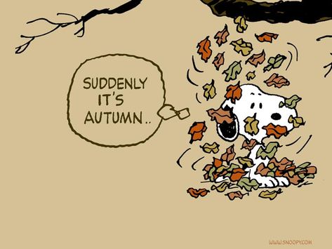 peanuts autumn images | peanuts_fall_1_800x6001 Autumn Leaves Falling, Deat Note, Leaves Falling, Peanuts Comic Strip, Fall Mood Board, Snoopy Love, Season Of The Witch, Charlie Brown And Snoopy, Peanuts Gang