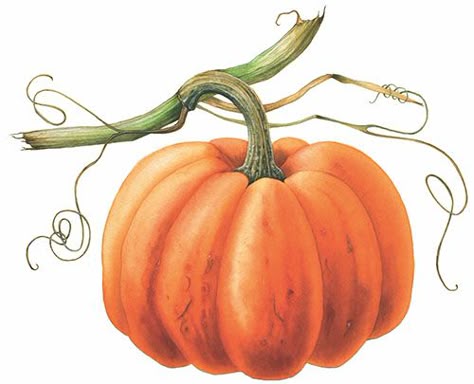 paint a pumpkin feature Paint A Pumpkin, Fun Art Activities, Autumn Drawing, Fall Illustration, Pumpkin Paintings, Pumpkin Watercolor, Vegetable Painting, Card Painting, Fall Drawings