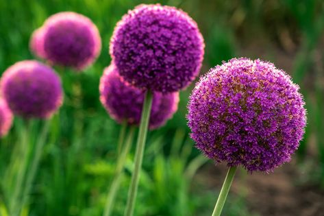 Are you wondering how late you can plant allium bulbs in your flower garden? Find out in this full guide to growing and caring for alliums. These wonderful purple blooming flowers have giant lollipop-like blooms, and really draw the eye to the flower bed. Planting flowers is so rewarding, and I just love how these perennials come back year after year. Giant Allium Flowers, Giant Onion Flower, When To Plant Allium Bulbs, Allium Flowers Landscaping Ideas, Allium Flowers Landscaping, Purple Ball Flowers, Allum Flower, Allium Varieties, Giant Allium