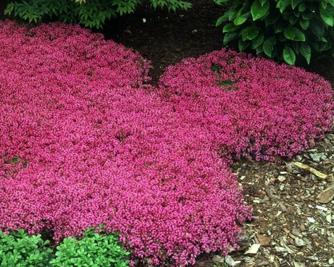 Spring Planting Ideas, Cress Plant, Planting Spring Bulbs, Red Creeping Thyme, Spring Bulbs Garden, Ground Cover Seeds, Thymus Serpyllum, Thyme Plant, Perennial Ground Cover