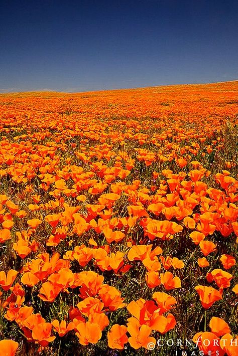 California Poppy Field Pumpkin Orange Aesthetic, Antelope Valley, Rainbow Pictures, Beauty In Nature, Real Estat, Orange Aesthetic, California Poppy, Picture Credit, Shades Of Orange