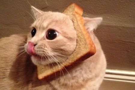 Cats in Bread    http://www.tntmagazine.com/news/weird/cat-breading-putting-your-cats-head-in-bread-trend Funny Cat Fails, Fluffy Things, Pet Pictures, Animal Babies, Cat Humor, Adorable Cats, Cat Animal, 웃긴 사진, Cat Boarding