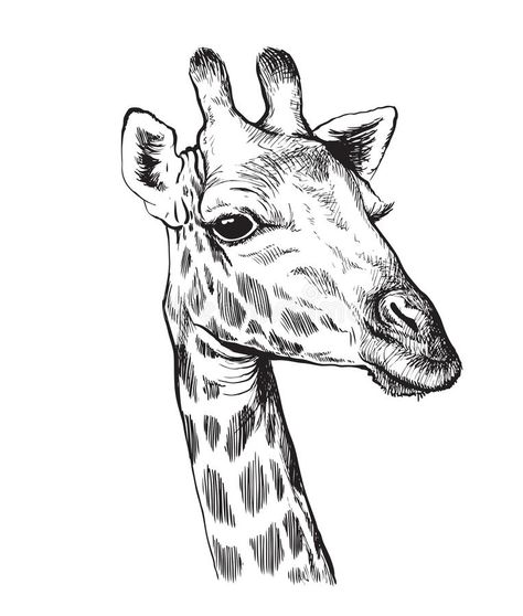 Giraffe Sketch, Giraffe Lamp, Giraffe Images, Animal Line Drawings, Giraffe Drawing, Art Journal Challenge, Giraffe Pictures, Giraffe Head, Cartoon Drawings Of Animals