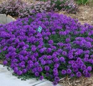 Verbena Plant, Full Sun Annuals, Full Sun Flowers, Purple Flowers Garden, High Country Gardens, Full Sun Plants, Perennial Flowers, Lavender Plant, Flower Landscape