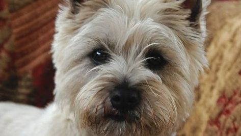 12 Best Cairn Terrier Haircuts for Dog Lovers – Page 2 – The Paws Heimlich Maneuver For Dogs, Dog Name Ideas, Cairn Terrier Puppies, Cairn Terrier Mix, Cairn Terriers, Grooming Style, Pet Corner, Terrier Puppies, Terrier Puppy