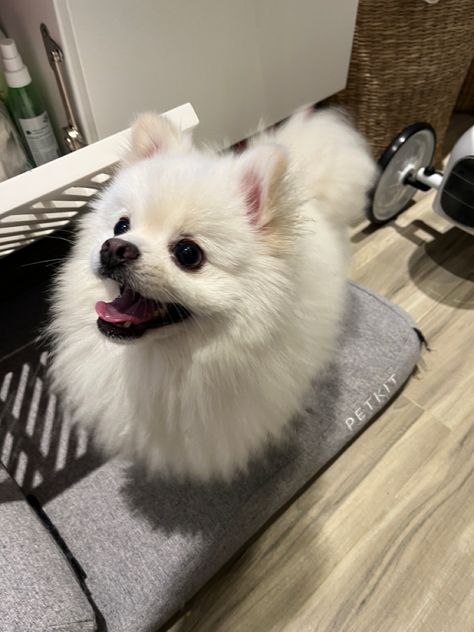 Dog Pomeranian White, Fluffy White Dog Aesthetic, White Pomeranian Aesthetic, Pomeranian Puppy White, Pomeranian Aesthetic, Parti Pomeranian, Mini Pomeranian, White Pomeranian Puppies, White Fluffy Dog