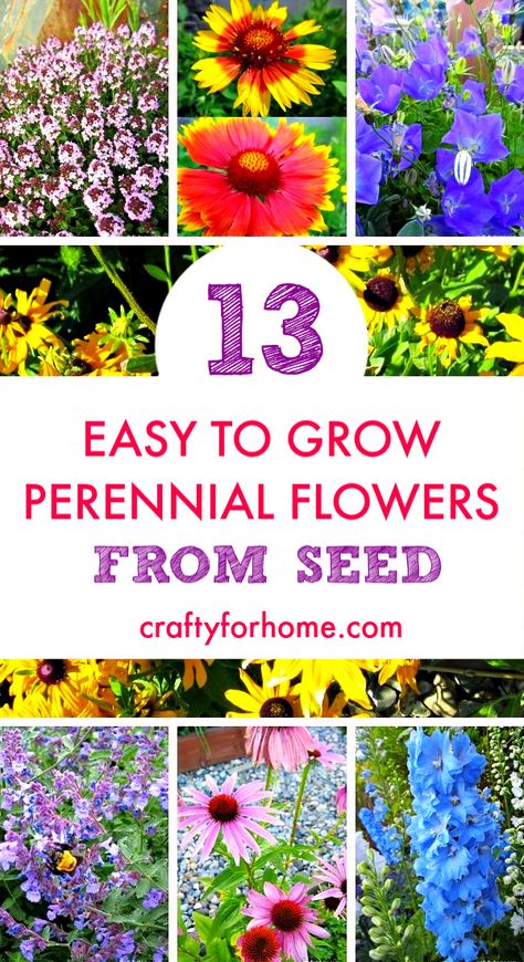 13 easy to grow perennial flowers from seed | Grow these low care perennial flowers that bloom all summer long in the full sun or partial shade from seed to save you on the budget for gardening, perennial flowers will come back year after year. #perennialflowergarden #cottagegardenideas #lowcareflowers | Crafty For Home Partial Shade Perennials, Perennials Low Maintenance, Flowers From Seed, Easy To Grow Flowers, Easiest Flowers To Grow, Easy Perennials, Garden Flowers Perennials, Perennial Flower, Full Sun Perennials