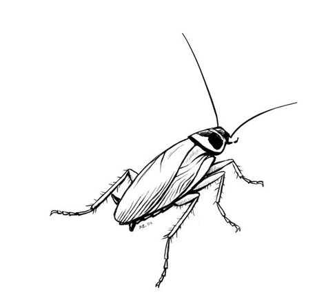 Cockroach Sketch, Beetle Stencil, Cockroach Drawing, Cockroach Tattoo, Cute Cockroach, Entomology Illustration, German Cockroach, Scary Tattoos, Rabbit Tattoos