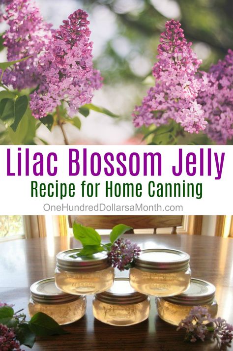 Dill Carrots, Jelly Maker, Edible Flowers Recipes, Canning 101, Home Canning Recipes, Foraging Recipes, Jam Recipes Homemade, Canning Jam, Canning Food Preservation