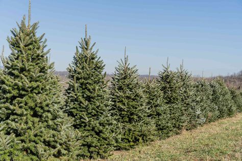 Fraser Fir Christmas Tree, Green Giant Arborvitae, Giant Arborvitae, Thuja Green Giant, Emerald Green Arborvitae, Arborvitae Tree, Leyland Cypress, Fraser Fir, Farmhouse Landscaping