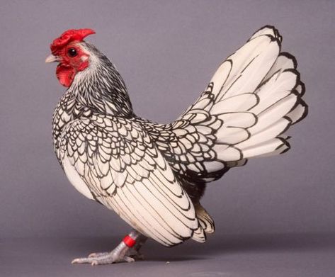 Silver Seabright! Sebright Chicken, Small Chicken Breeds, Bantam Chickens, Fancy Chickens, Beautiful Chickens, Small Chicken, Hen Chicken, Guinea Fowl, Chickens And Roosters