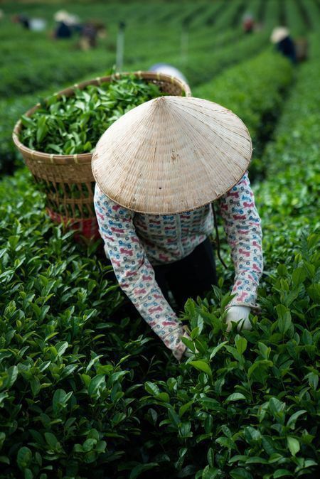 Drinking Tea Photography, Dilmah Tea, Shutterfly Photo Book, Heath Bar, Japanese Countryside, Tea Farm, Heath Bars, Tea Logo, Tea Packaging Design