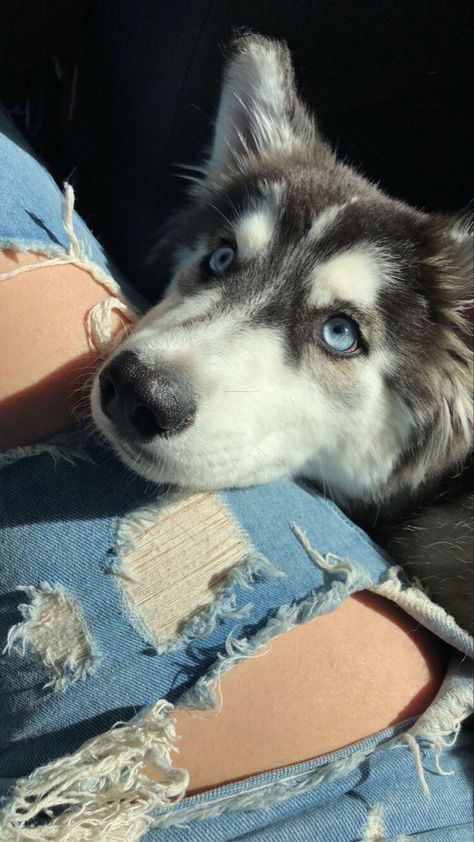 Husky Aesthetic, Husky Puppies Aesthetic, Cute Husky Puppies Wallpaper, Dog Husky Aesthetic, Aesthetic Husky Pictures, Siberian Husky Dog Aesthetic, Caine Husky, Baby Huskies, Cute Husky Puppies