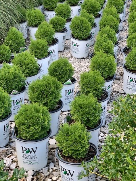 Tater Tot | Payne Nursery Tater Tot Arborvitae In Landscape, Tater Tot Arborvitae, Cut Garden, Front Flower Beds, Low Maintenance Shrubs, House Yard, Garden Sheds, Silk Plants, Evergreen Shrubs