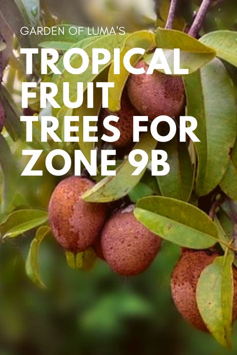 Taking a look at tips for growing tropical fruit trees in zone 9b. How to deal with cold and frost for tropical fruit trees. What tropical and subtropical fruit trees will grow in zone 9b. Tropical Fruit Trees, Fruit Trees Backyard, Fruit Trees In Containers, Zone 9b, Planting Fruit Trees, Fruit Tree Garden, Fruit Growing, Papaya Tree, Guava Tree