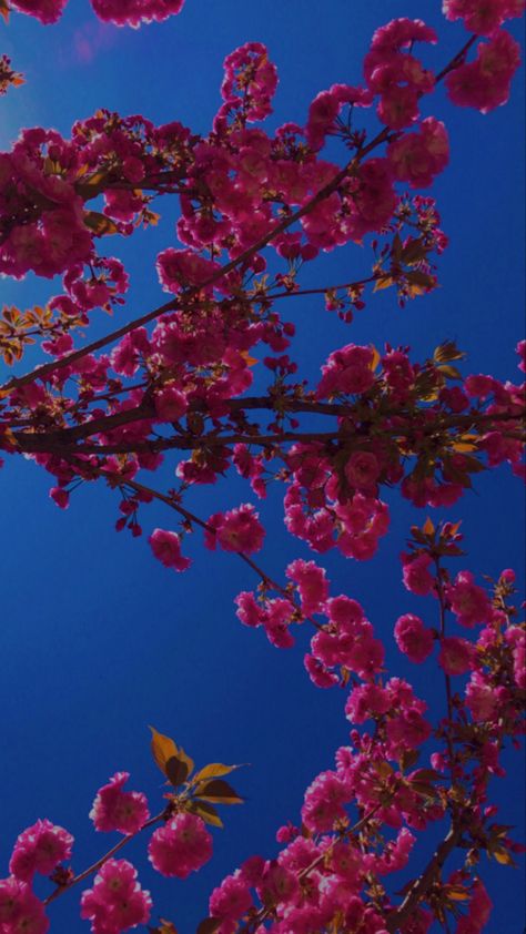 aesthetic spring wallpaper, pink flowers, blue sky Dark Blue Pink Aesthetic, Hot Pink And Blue Aesthetic, Pink And Dark Blue Aesthetic, Pink And Blue Aesthetic, Aesthetic Spring Wallpaper, Color Characters, Blue Sky Wallpaper, Blue Flower Wallpaper, Aesthetic Spring