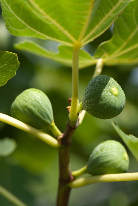 Are You Stuck with a Tree Full of Unripe Figs? — The Italian Garden Project Fig Fruit Tree, Growing Fig Trees, Green Figs, Fig Tree Plant, Pruning Fruit Trees, Growing Fruit Trees, Fig Fruit, Green Fig, Tree Pruning