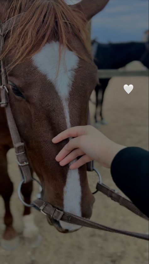 Horsey Life, Wow Photo, Girly Dp, Stylish Dpz, Horse Aesthetic, Hijabi Aesthetic, Creative Profile Picture, Muslimah Aesthetic, Aesthetic Eyes