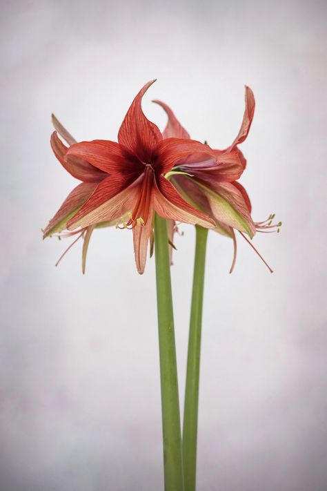 Hippeastrum Flowers, Christmas Bouquet, Amaryllis Bulbs, Garden Bulbs, Evergreen Plants, Liquid Fertilizer, Creative Eye, Christmas Flowers, Pale Green