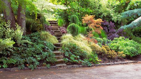 Shady slope | Get ideas for your own shady oasis from these stunning gardens that don’t miss ample sunlight Sloped Shade Garden, Slope Planting, Sloping Gardens, Slope Garden, Garden Design Pictures, Trees Landscaping, Sloped Backyard Landscaping, Landscaping A Slope, Landscaping Around Trees