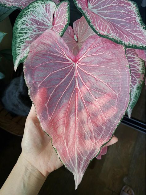 Caladium Indoor, Pink House Plants, Pink Plants, Plant Inspiration, Plant Goals, Household Plants, Gothic Garden, Inside Plants, Pink Plant