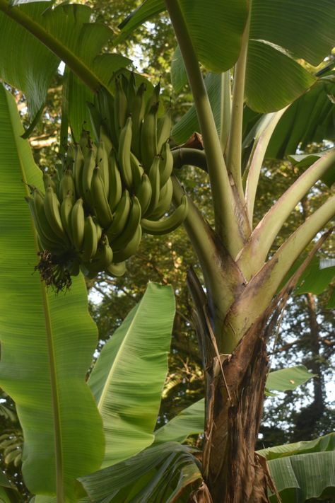 Green Plantain is a rich staple food which is nutritious and healthy with natural, vitamins, fibre, potassium and antioxidants. Plantain Aesthetic, Plantain Tree, Natural Vitamins, Leaky Gut, Food Staples, Sweet Sweet, Puerto Rico, Temple, Vitamins