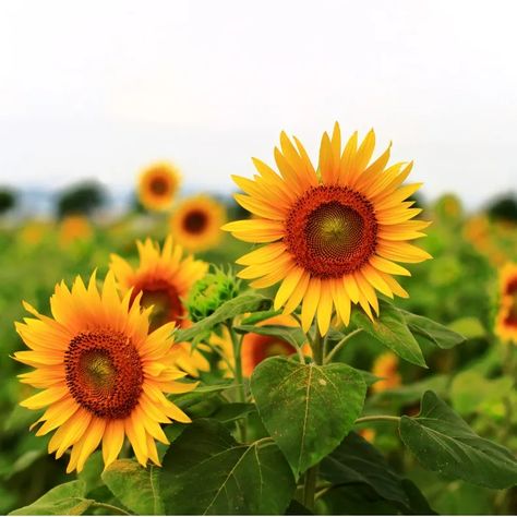 Common Sunflower, Perennial Sunflower, Mammoth Sunflower, Common Garden Plants, Fire Lily, Peruvian Lilies, Perennial Bulbs, China Rose, Helianthus Annuus