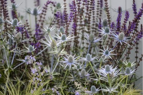 Salvia Garden, Tree Garden Design, Salvia Plants, Purple Salvia, Flea Market Gardening, Prairie Garden, Glass Garden Flowers, Garden Totems, Upcycle Garden