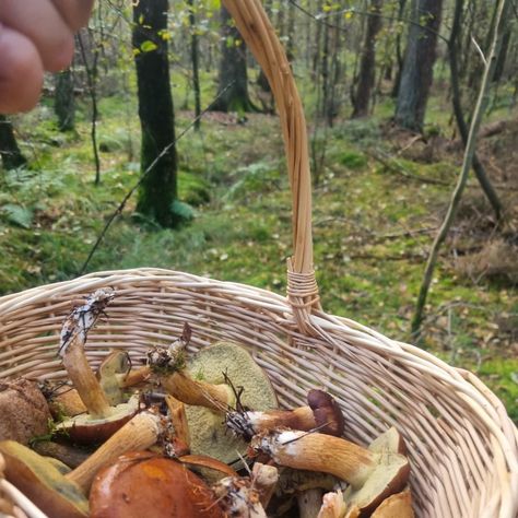 My Dad and I had a great day 🥰 I learned so much about mushroom picking and we found some magic mushrooms, too 😂 don't worry, we left them for all the snails and bugs out there 😂 #mushrooms #mushroompicking #mushroom #pilzesammeln🍄 #pilze #pilz #pilzesammeln Wild Ramps, Mushroom Picking, Eastern Redbud, Mushroom Hunting, Autumn Actvities, Travel Daypack, Jewelry Travel, Wild Edibles, Edible Food