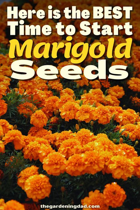 How To Save Marigold Seeds, Uses For Marigolds, Grow Marigolds From Seed, Saving Marigold Seeds, Marigold Uses, Find Your Marigold, Marigold Varieties, Marigold Garden, Marigolds In Garden