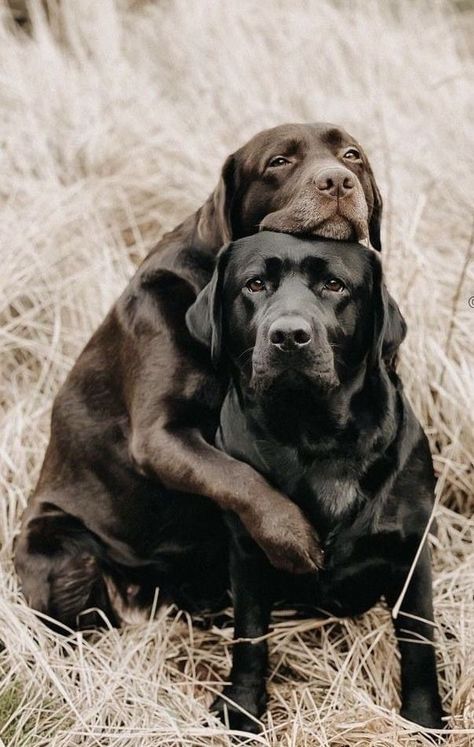 Chocolate Labradors, Lab Training, Chocolate Lab Puppies, Giant Snake, Chocolate Labrador Retriever, Black Labrador Retriever, Lab Dogs, Chocolate Labrador, Lab Puppies