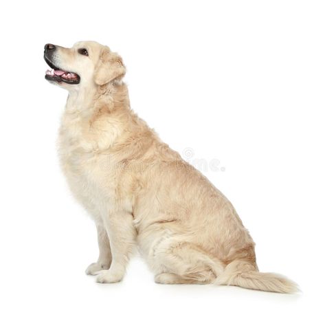 Golden Retriever. Sitting on a white background #Sponsored , #AD, #Ad, #Retriever, #white, #Sitting, #Golden Golden Retriever Sitting, Fur Babies, Golden Retriever, Labrador Retriever, White Background, Stock Photos, Google Search, Dogs, For Sale