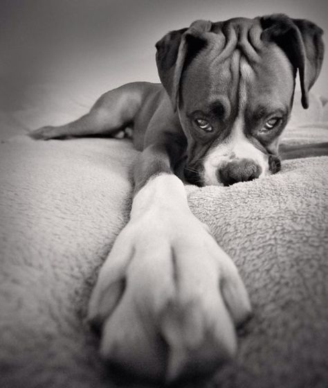 ~ Boxer And Baby, Dog White, Boxer Love, Boxer Puppies, Love My Dog, Dog Photo, Amazing Animals, Boxer Dogs, Dog Photography