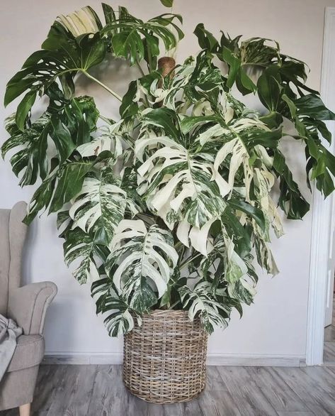 Albo Monstera Plant, Janda Bolong Variegata, Monstera Albo Variegata, Monstera Variegata, Indoor Plants Styling, Variegated Monstera, Monstera Albo, Plant Party, Plant Goals