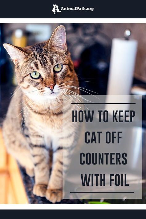 How can I keep my cat off the counters with foil? Keep Cats Off Counter, How To Keep Cats Off Counters, Keeping Cats Off Counters, Cat Proofing, Scented Oils, Positive Reinforcement, Indoor Cat, Cat Care, My Cat