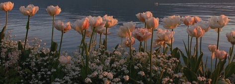 Tulips, Water, Twitter, Flowers, Pink, Pins