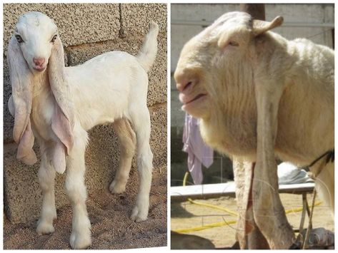 So cute until they grow up. The Damascus goat, also known as Aleppo, Halep, Baladi, Damascene, Shami, or Chami, is a breed of goat with unique head and mouth shape raised in Syria, Cyprus and Lebanon. It is generally used in milk production. Goat Profile, Damascus Goat, Goat Breeds, Nubian Goat, Alien Character, Best Meat, Goat Farming, Mountain Goat, The Goat