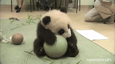 Dawww more cute animals: https://commaful.com/play/late/hump-day-1 Panda Gif, Animiertes Gif, Panda Love, Giant Panda, Baby Panda, Bear Cubs, Cute Panda, Cool Pets, Cute Gif