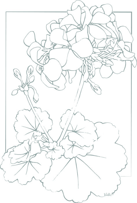 How To Draw Geraniums, Pelargonium Tattoo, Geranium Drawing, Geranium Watercolor, Geranium Tattoo, Floral Outlines, Stamp Png, Botany Illustration, Geranium Flower