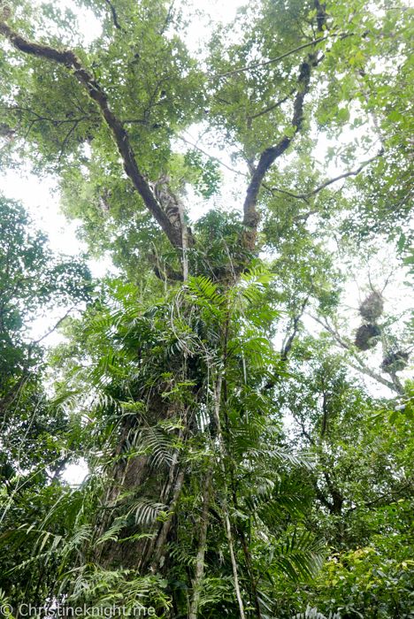 Mossman Gorge, Daintree Mossman Gorge, Cultural Travel, Slippery When Wet, Australian Travel, Adventure Baby, Travel Spots, The Far Side, Travel Australia, Indigenous Culture