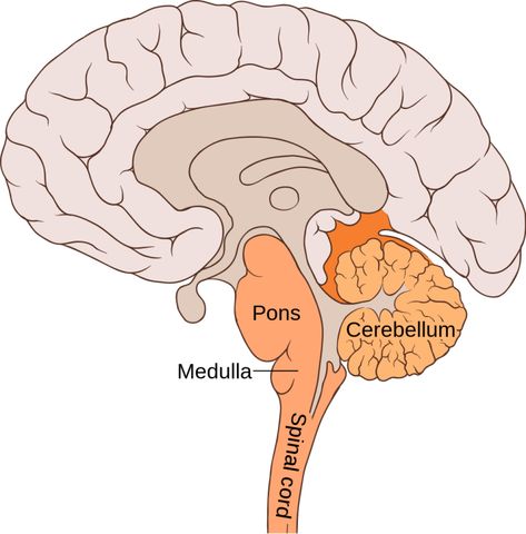 Brainstem | Definition, Location, Function, Anatomy & Diagram Migraine Aura, Human Nervous System, Spinal Muscular Atrophy, Peripheral Nervous System, Motor Neuron, Cerebral Cortex, Facial Nerve, Brain Anatomy, Cranial Nerves