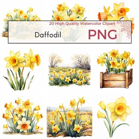 Daffodil day